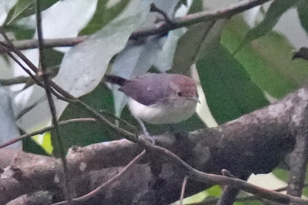 Gray-mantled Wren - ML646131091