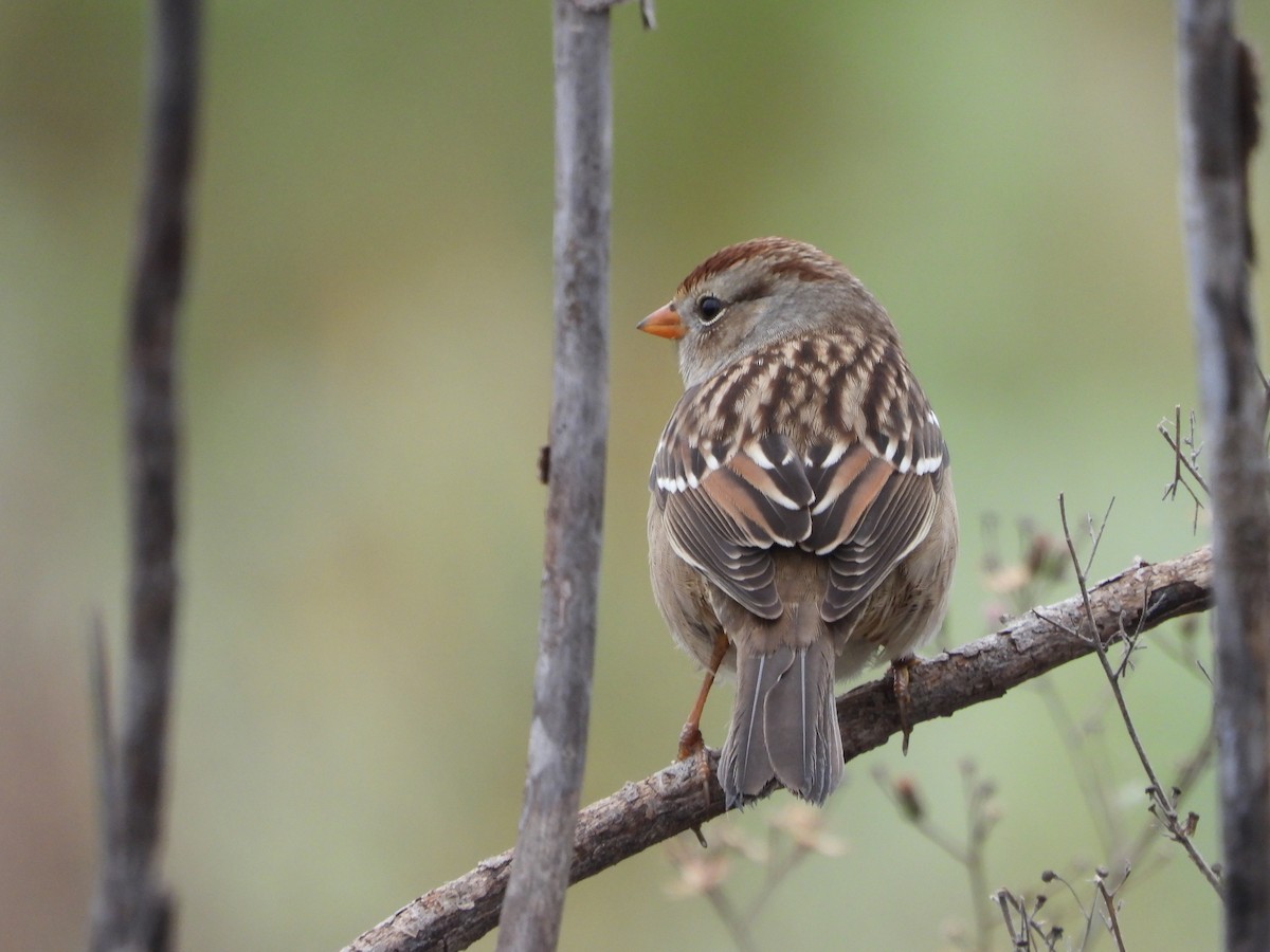 White-crowned Sparrow - ML646131098