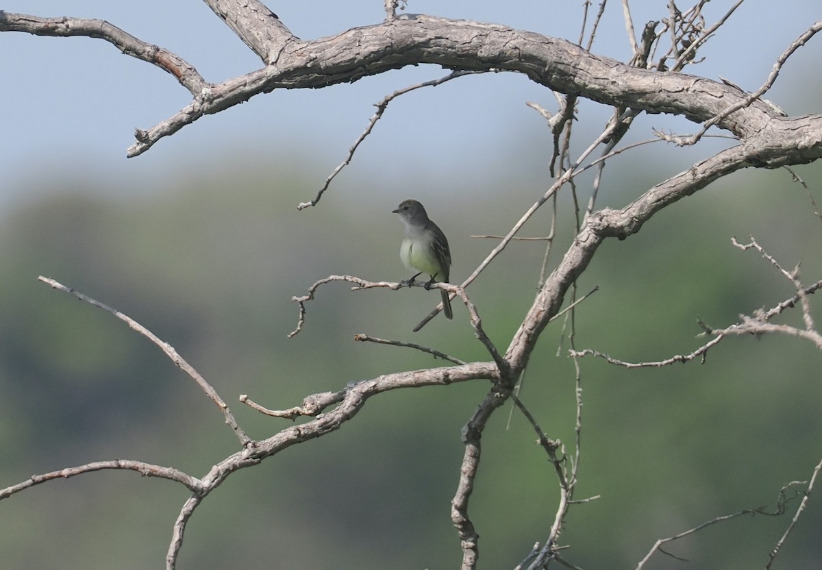 Тиранчик-короткодзьоб південний - ML646131101