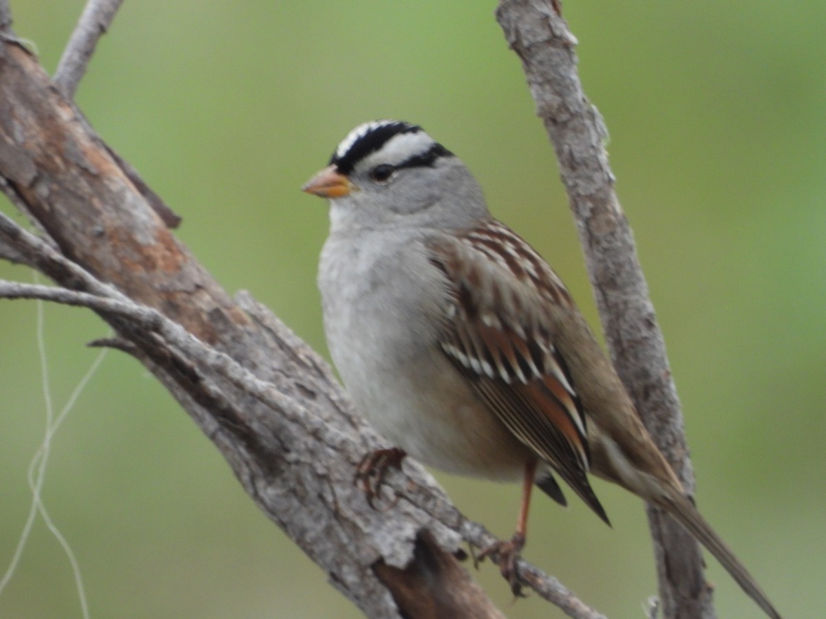 White-crowned Sparrow - ML646131105