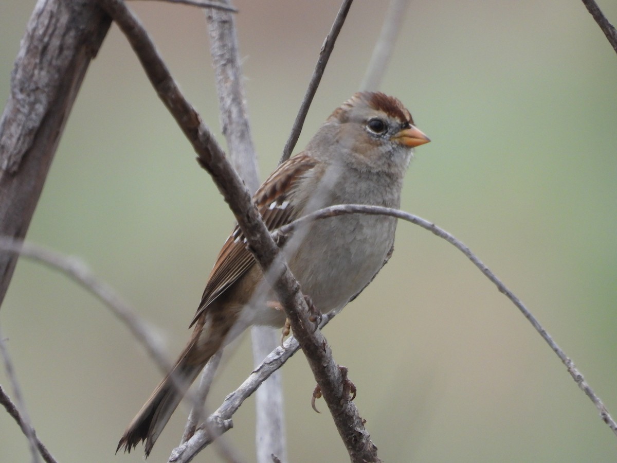 White-crowned Sparrow - ML646131109