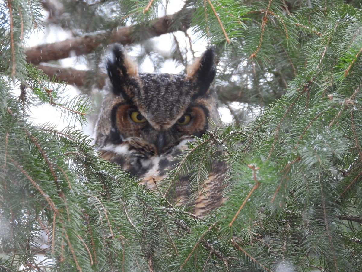 Great Horned Owl - ML646131113