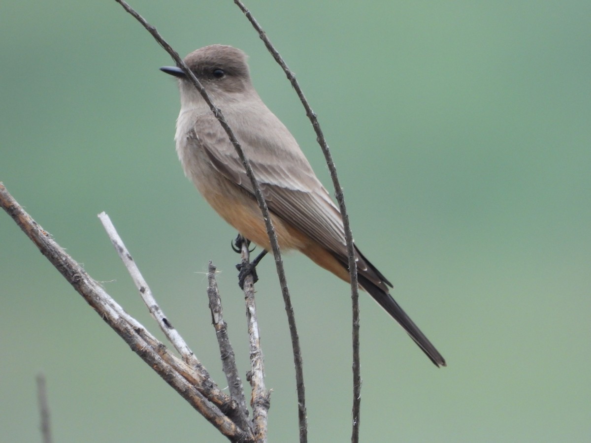 Say's Phoebe - ML646131114