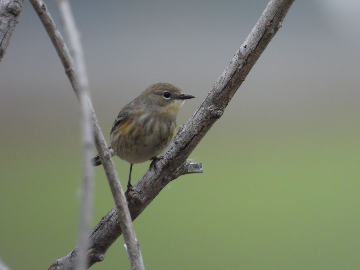 Yellow-rumped Warbler - ML646131127