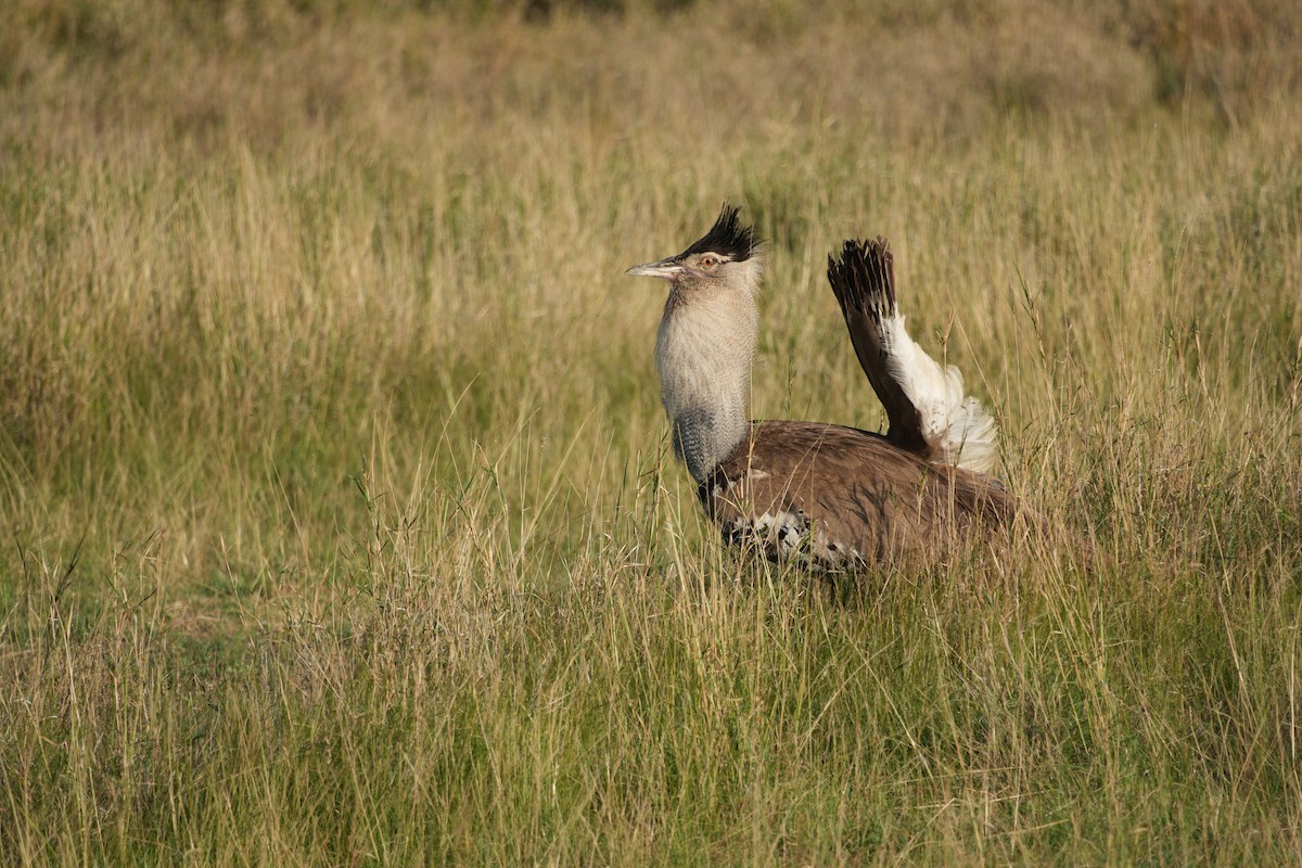 Kori Toyu - ML646131128