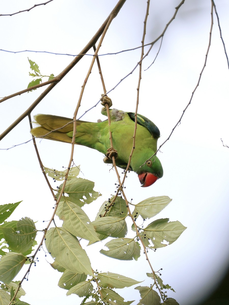 Azure-rumped Parrot - ML646131131