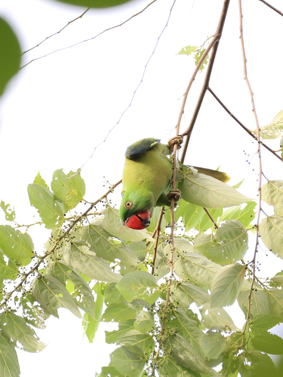Azure-rumped Parrot - ML646131133