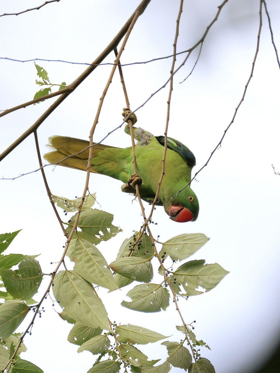 Azure-rumped Parrot - ML646131134