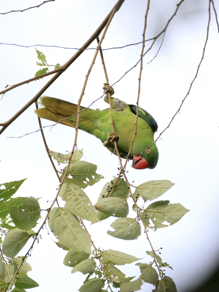 Azure-rumped Parrot - ML646131137
