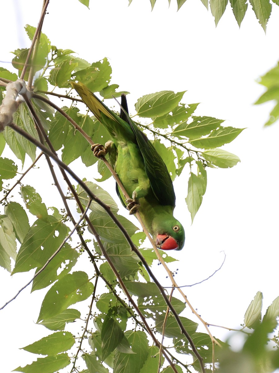 Azure-rumped Parrot - ML646131138