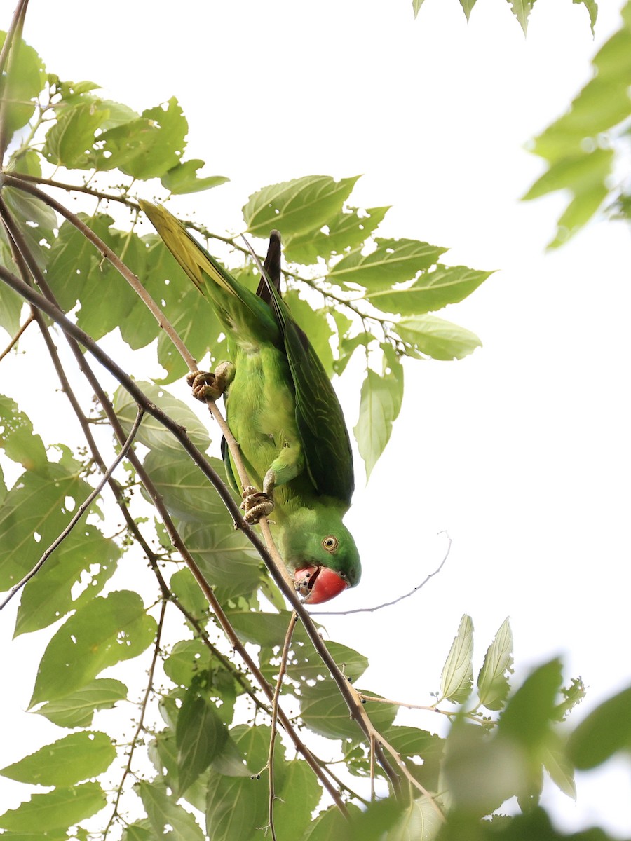 Azure-rumped Parrot - ML646131139
