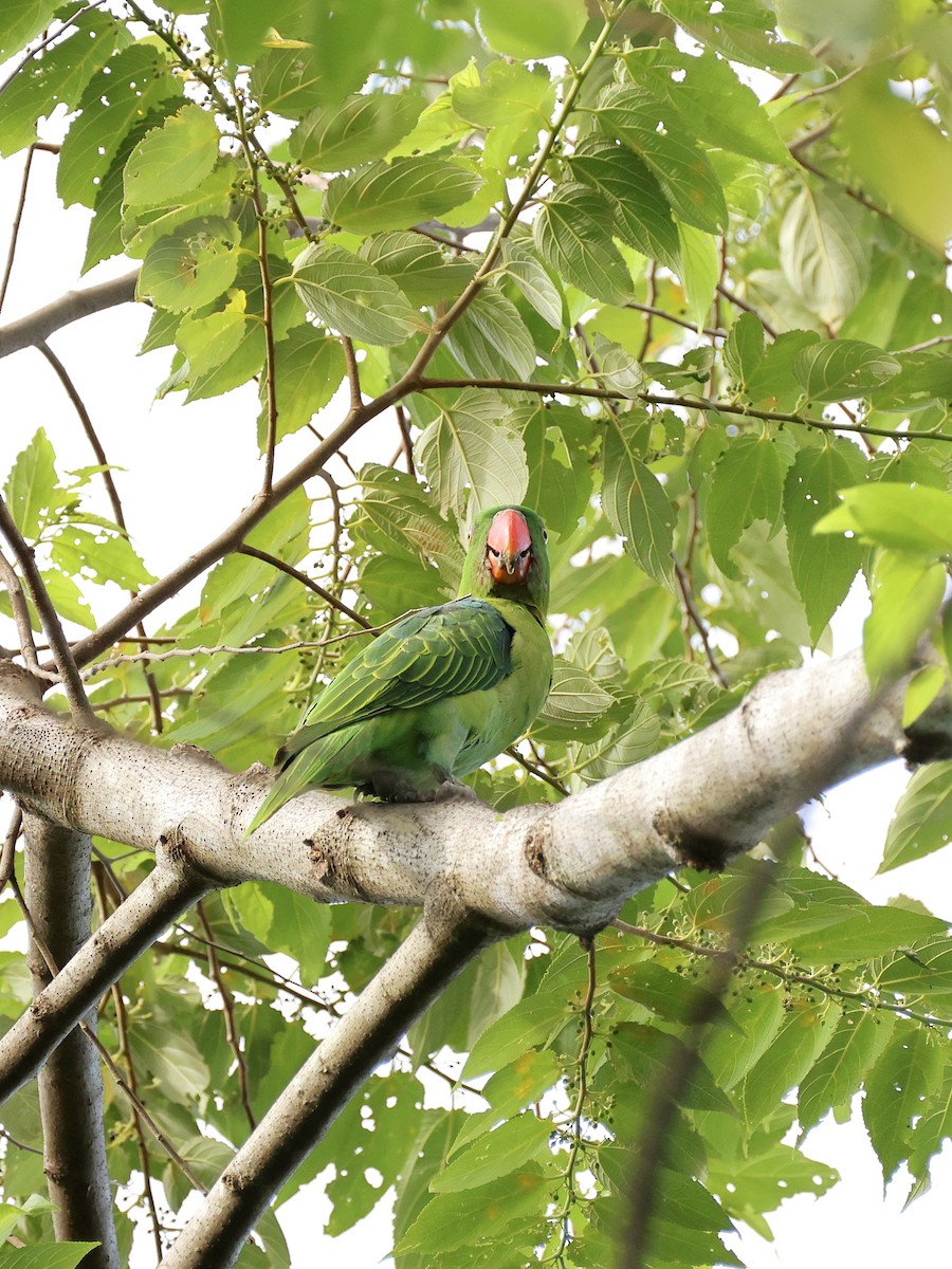 Azure-rumped Parrot - ML646131140
