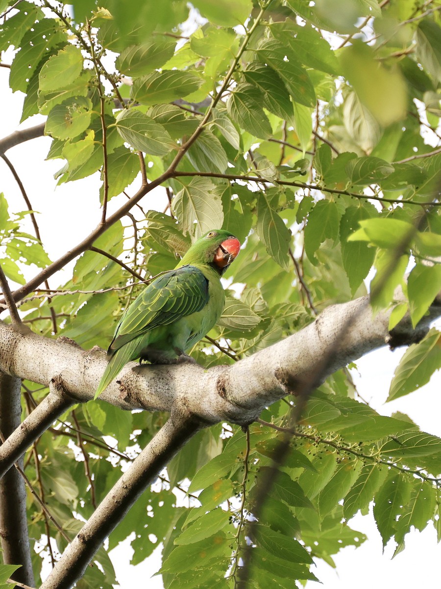 Azure-rumped Parrot - ML646131141