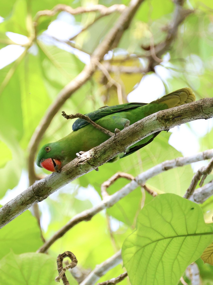 Azure-rumped Parrot - ML646131142