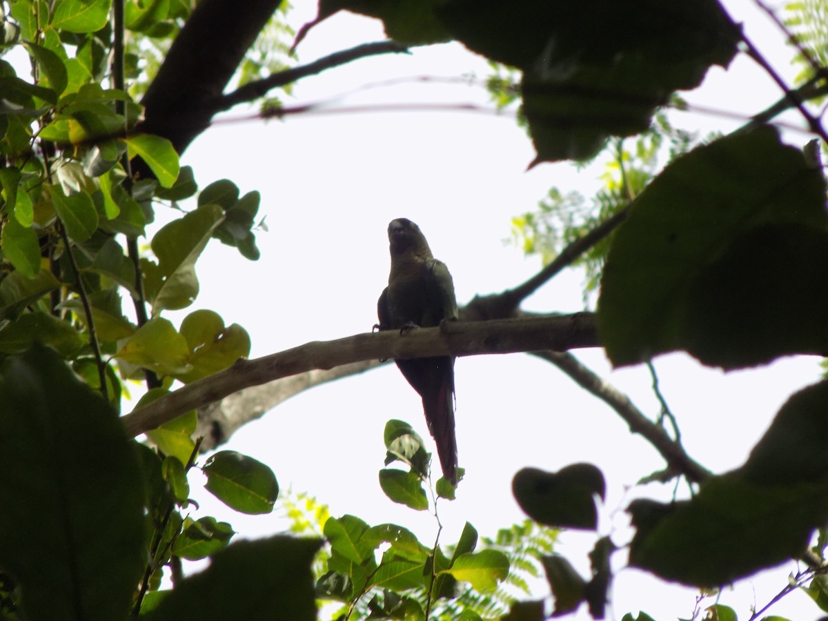 Maroon-bellied Parakeet - ML646131143