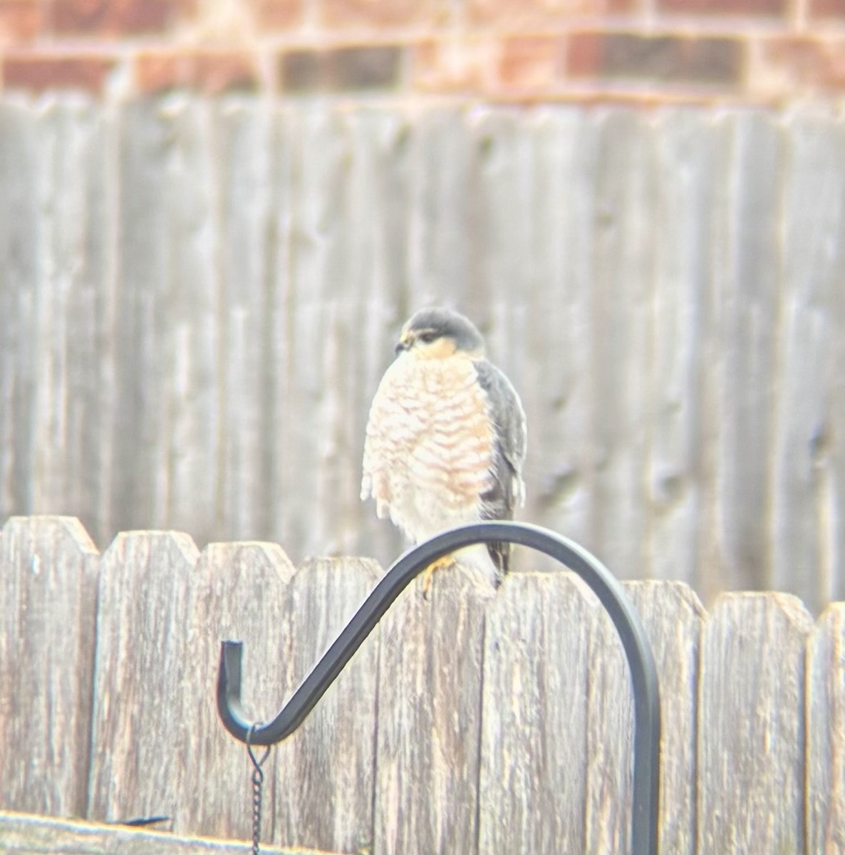 Sharp-shinned Hawk - ML646131144