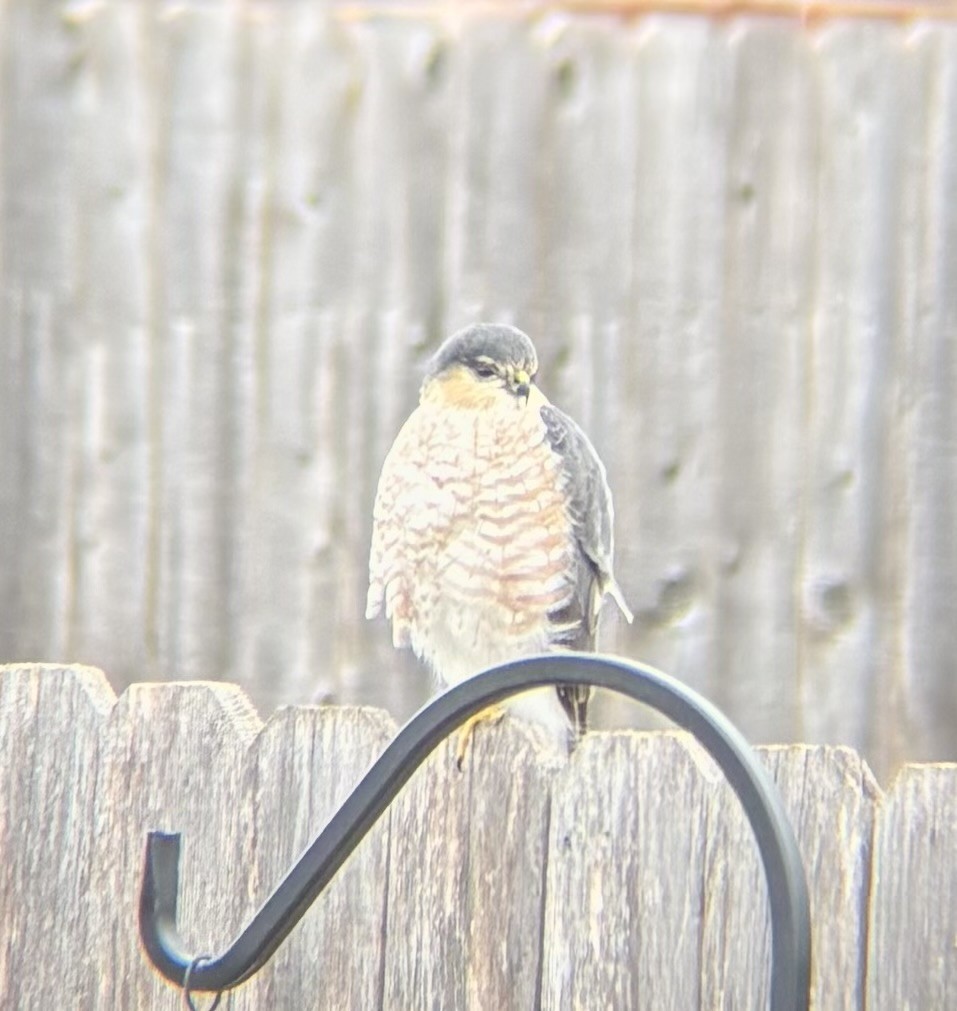 Sharp-shinned Hawk - ML646131145