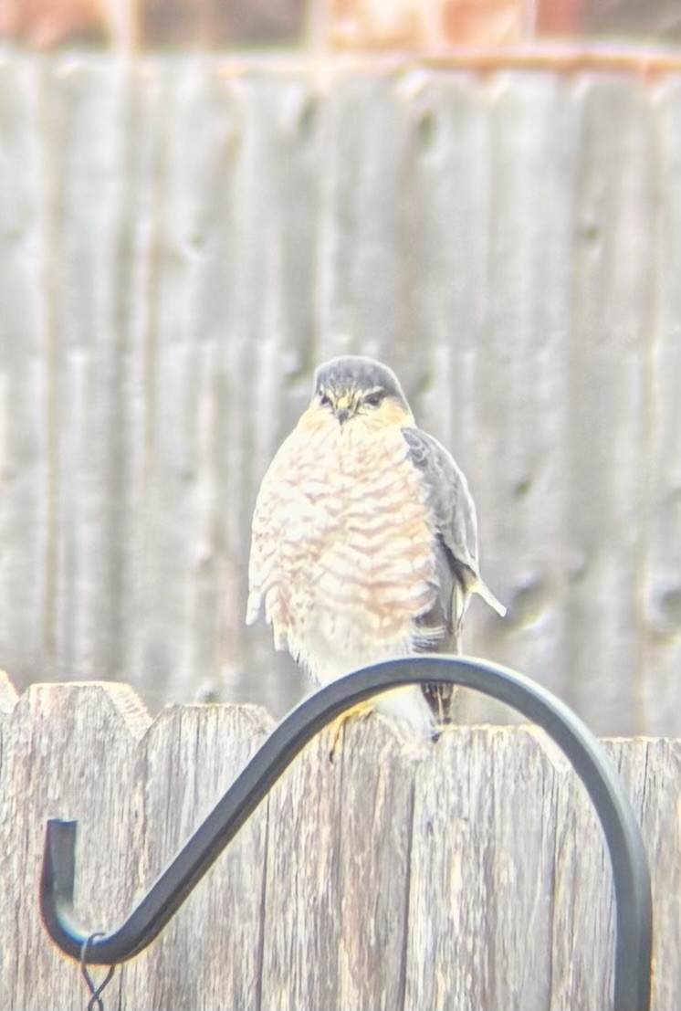Sharp-shinned Hawk - ML646131146