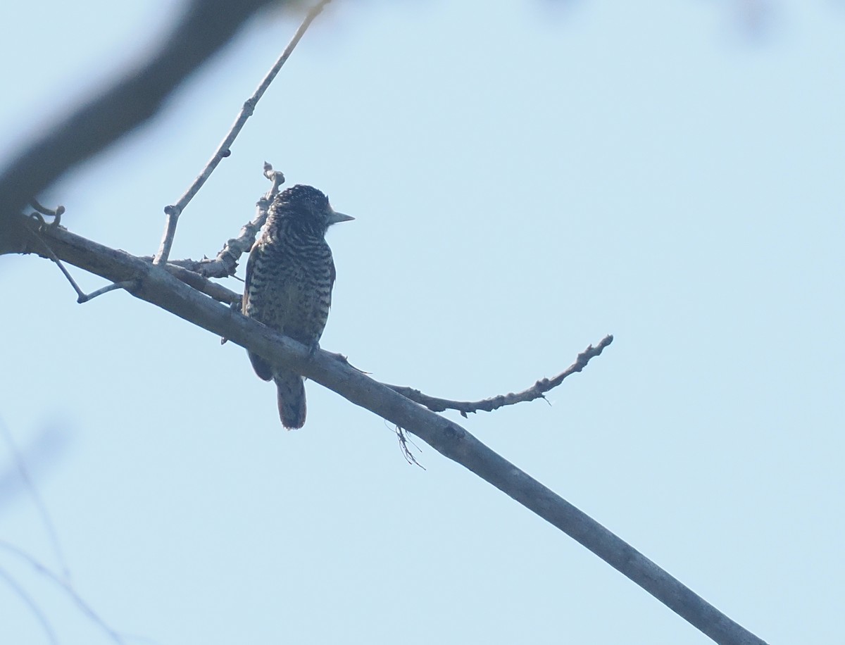 Carpinterito Variable - ML646131147