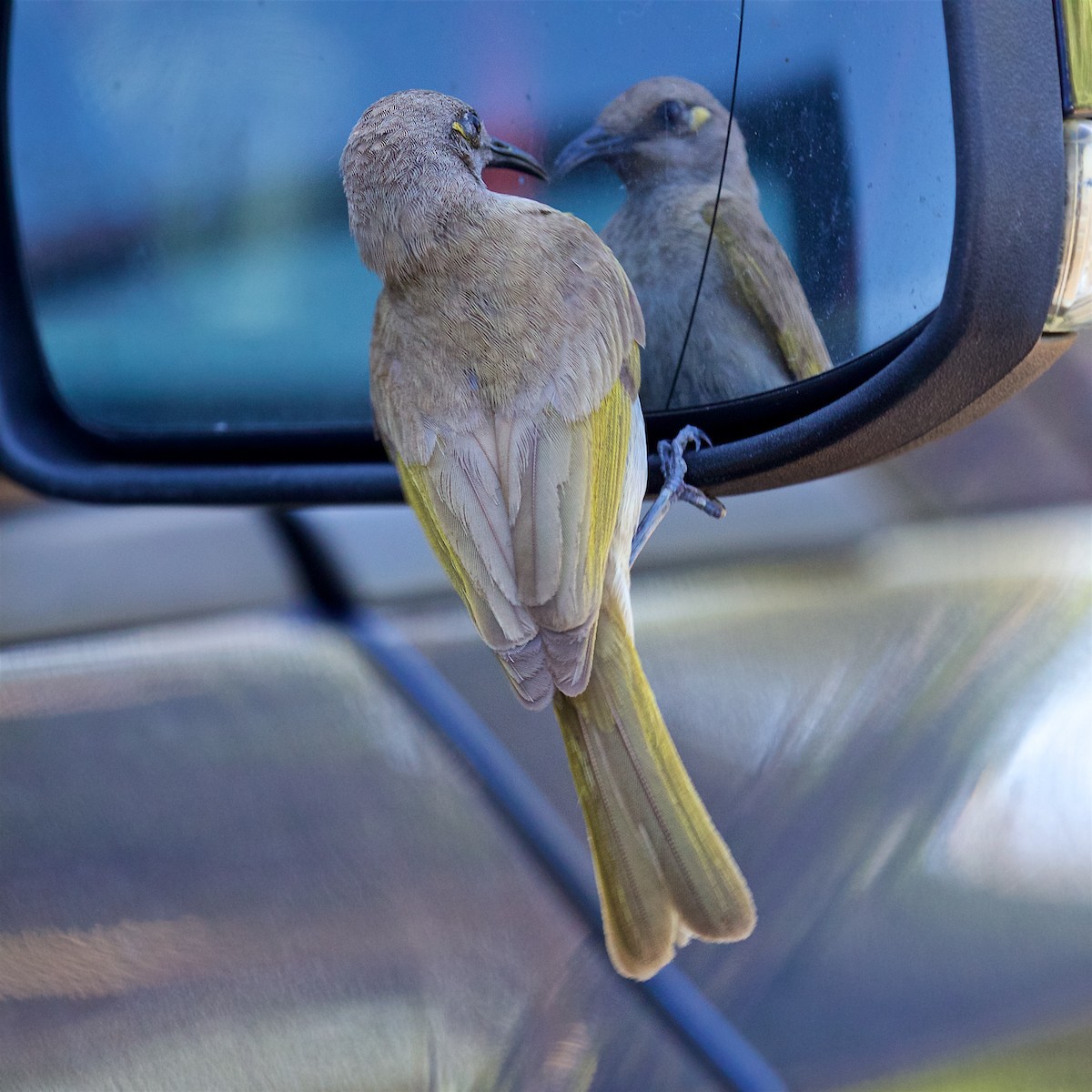 Brown Honeyeater - ML646131148