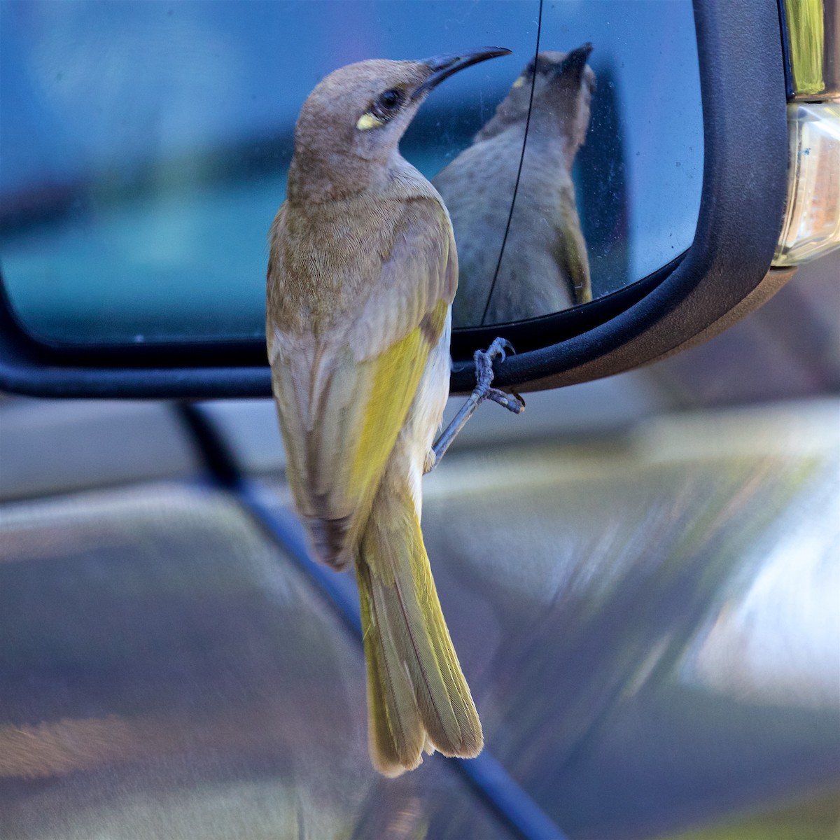 Brown Honeyeater - ML646131149