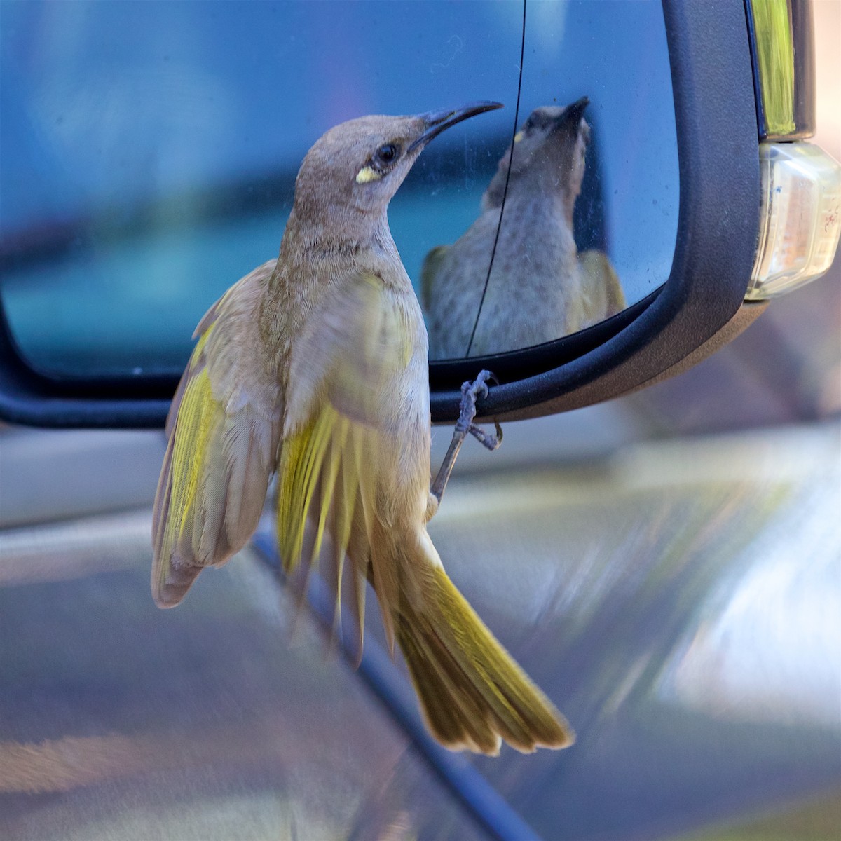 Brown Honeyeater - ML646131150