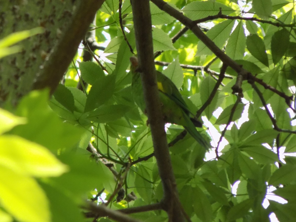 Yellow-chevroned Parakeet - ML646131151