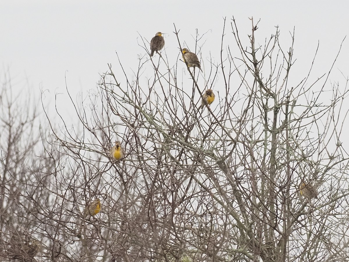 Western Meadowlark - ML646131162