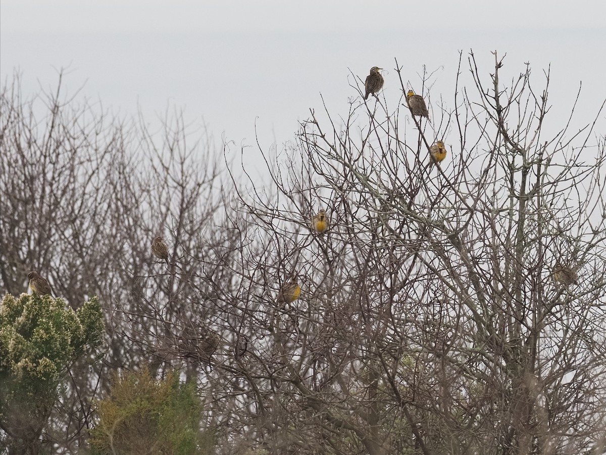 Western Meadowlark - ML646131165