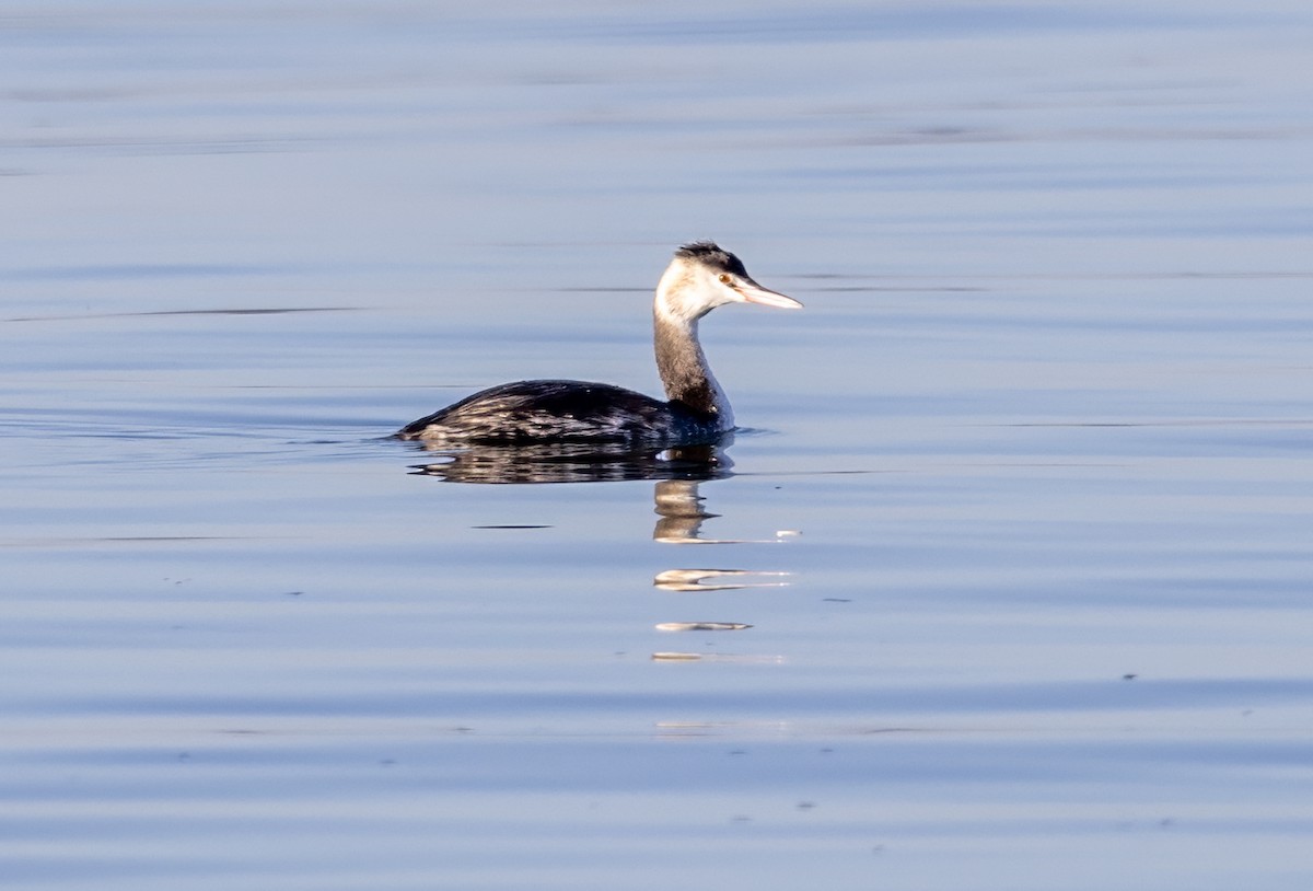 Great Crested Grebe - ML646131169