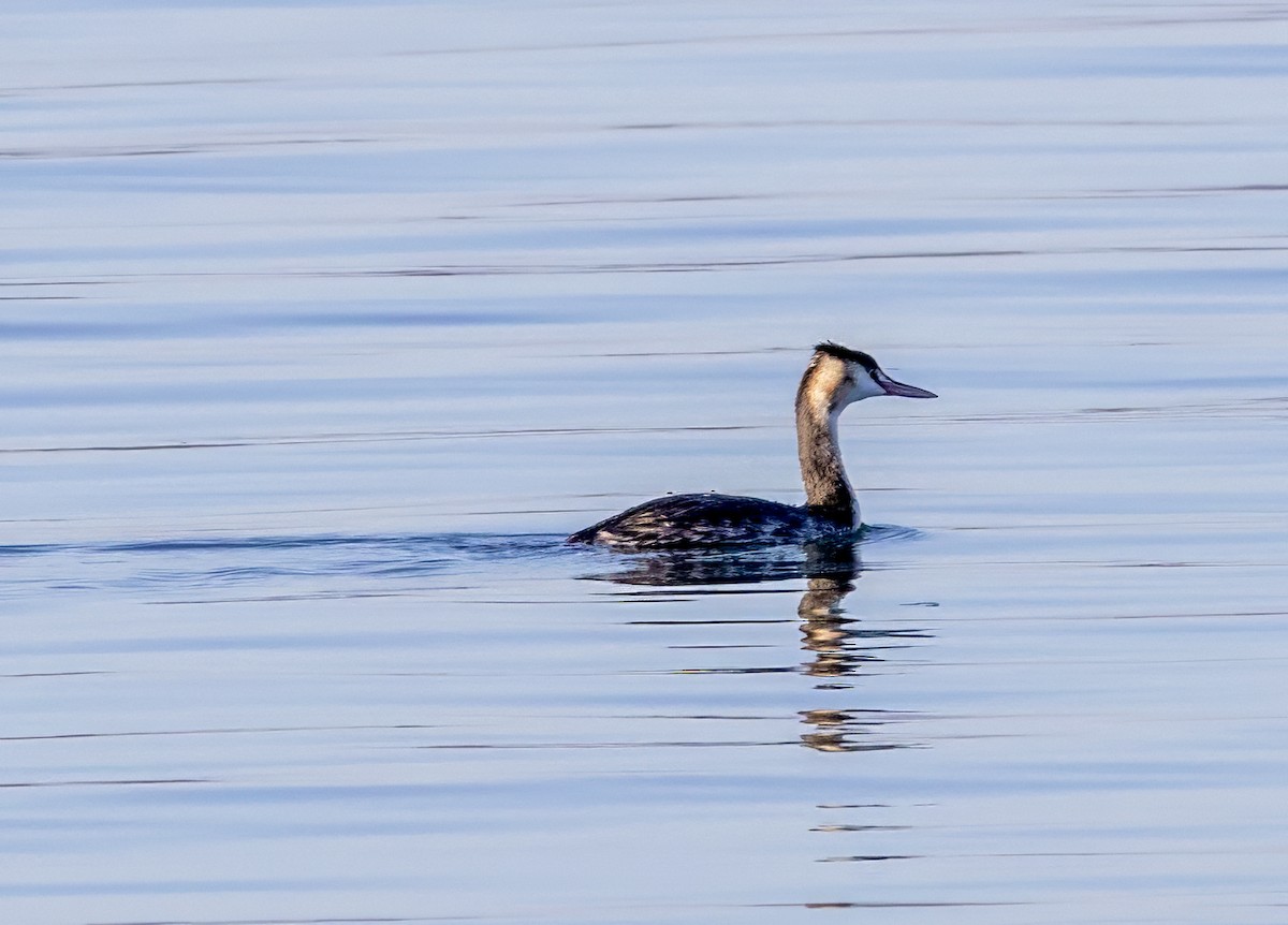 Great Crested Grebe - ML646131170