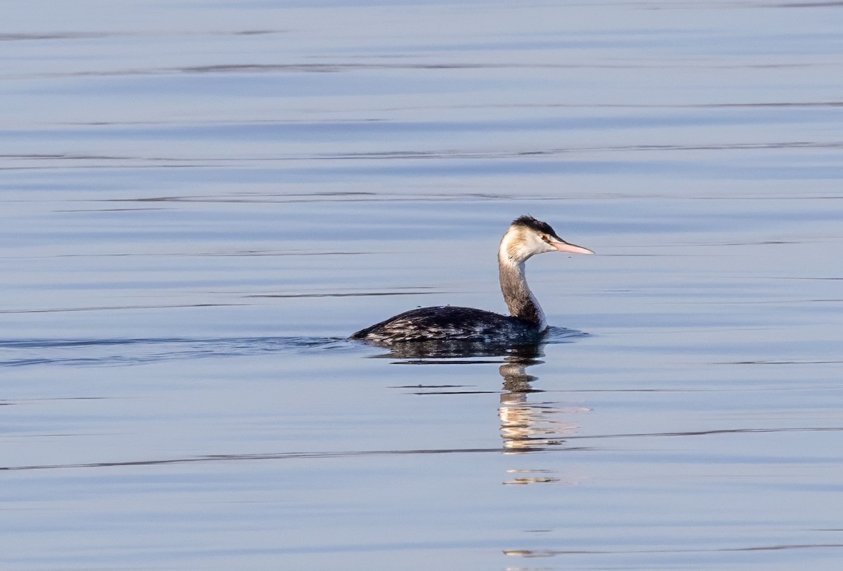 Great Crested Grebe - ML646131171