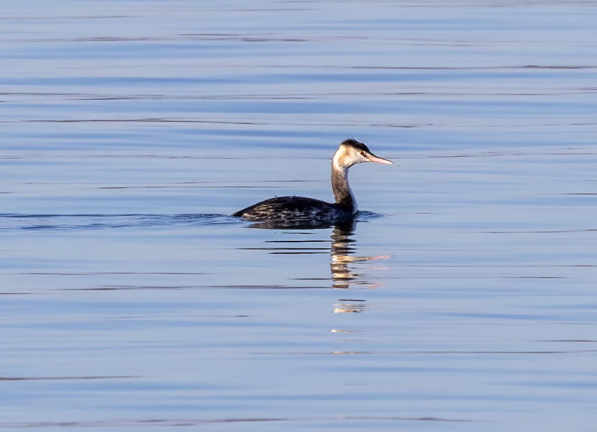 Great Crested Grebe - ML646131172