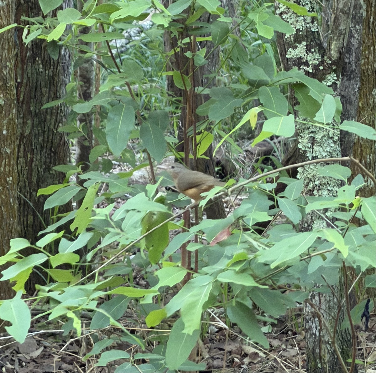 Little Shrikethrush (Rufous) - ML646131173