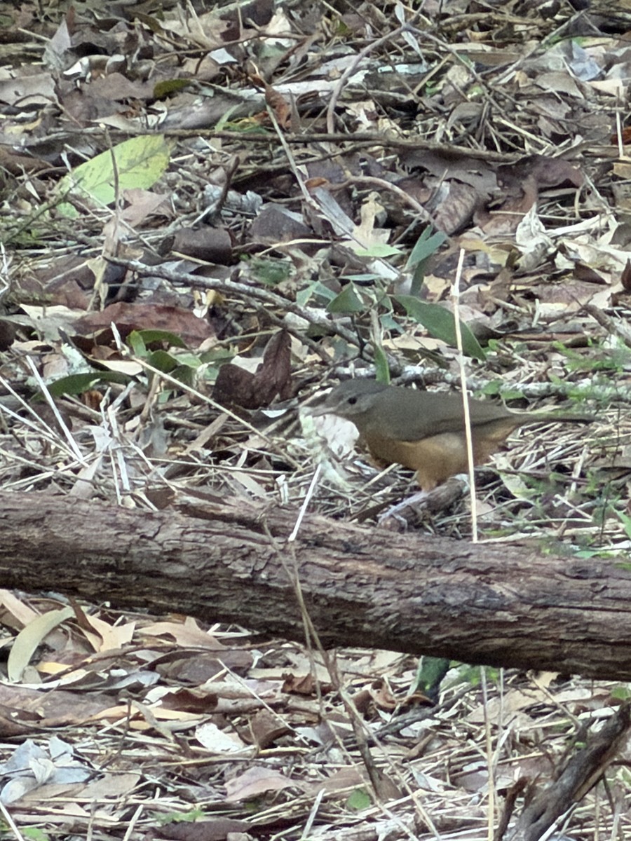 Little Shrikethrush (Rufous) - ML646131174