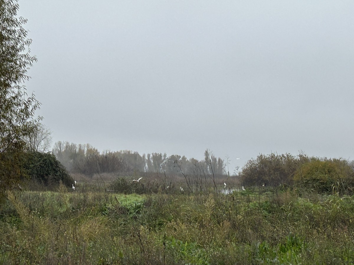 ダイサギ - ML646131196