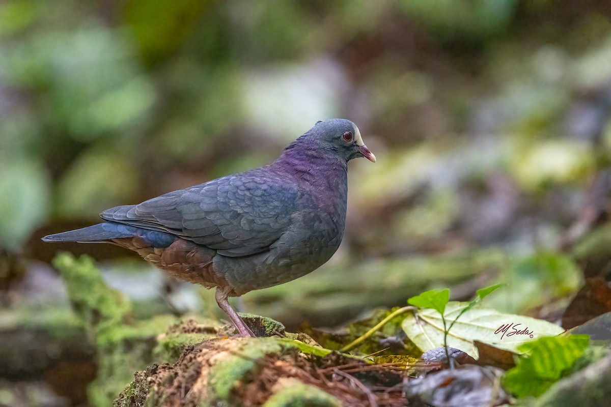 holub antilský - ML646131199