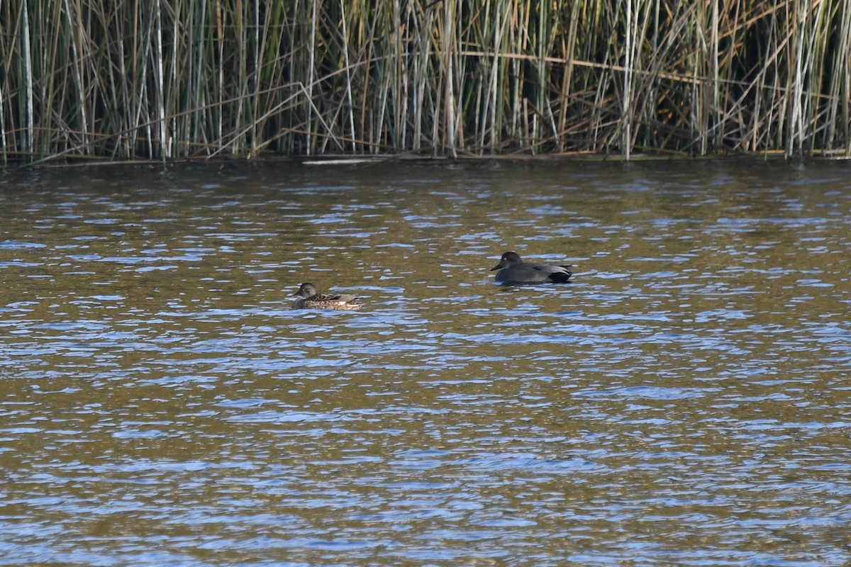 Бор нугас - ML646131210