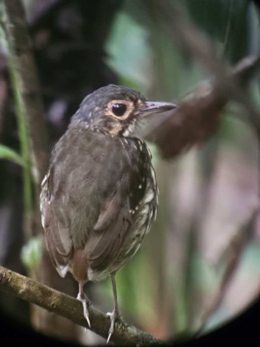 Мурашниця панамська - ML646131211