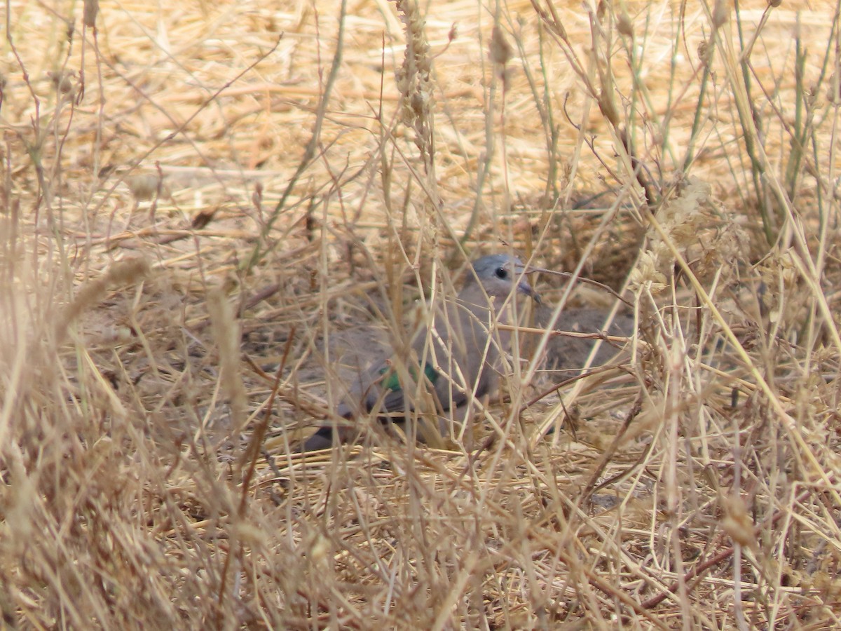 ミドリマダラバト - ML646131214