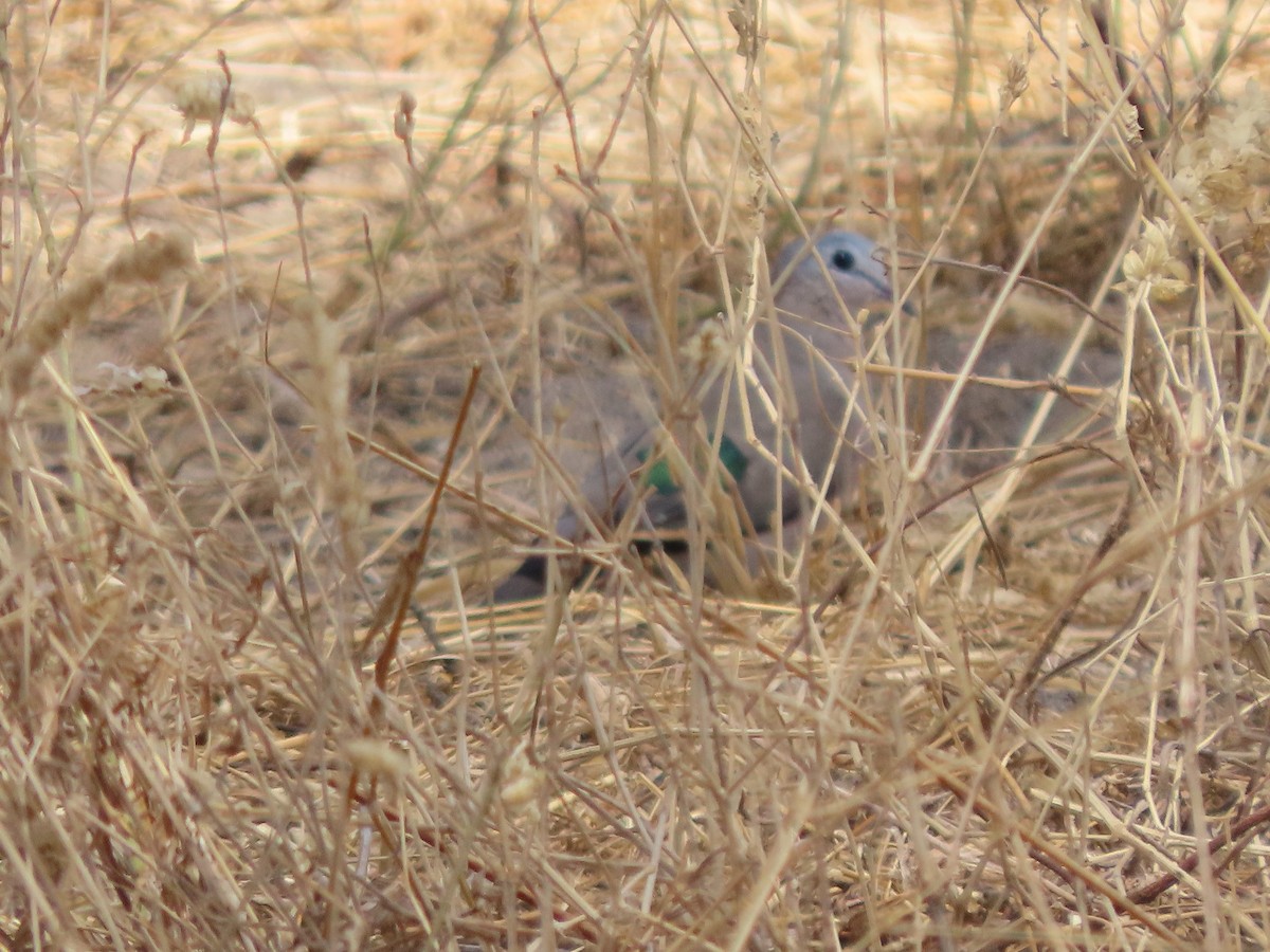 ミドリマダラバト - ML646131215