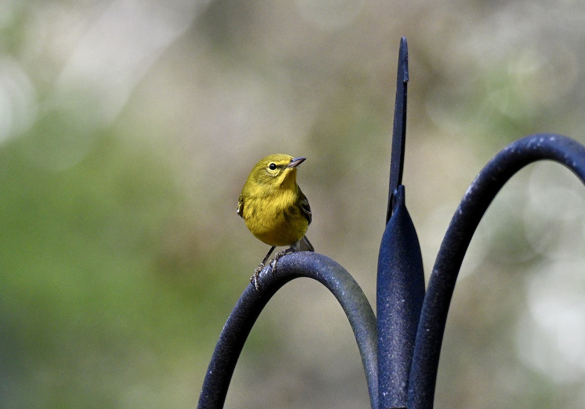 マツアメリカムシクイ - ML646131221