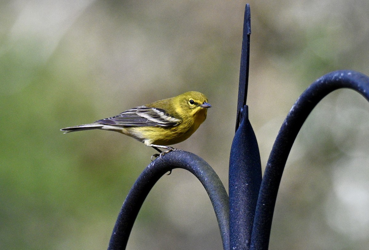 マツアメリカムシクイ - ML646131222