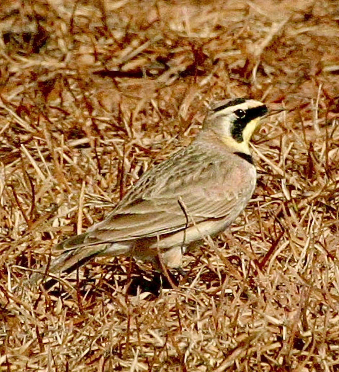 ハマヒバリ - ML646131223