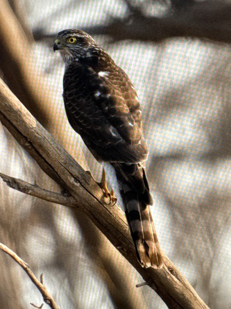 ハイタカ - ML646131224