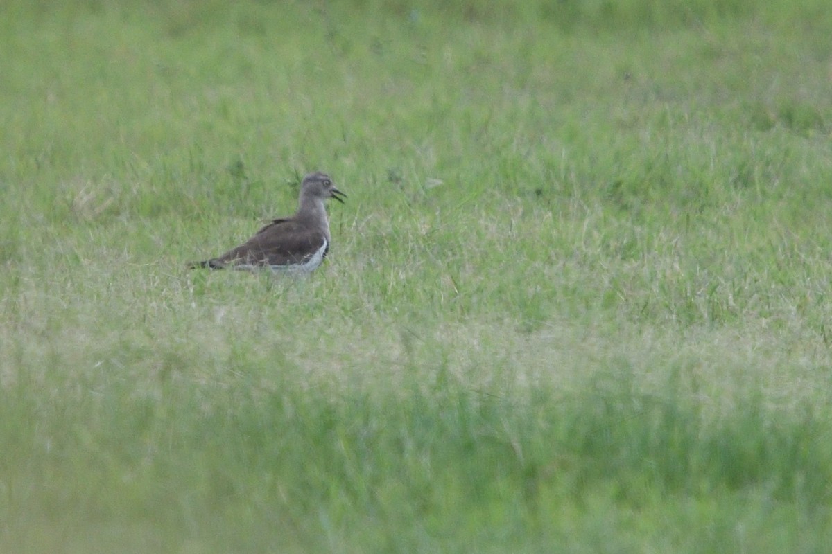 ハグロゲリ - ML646131225