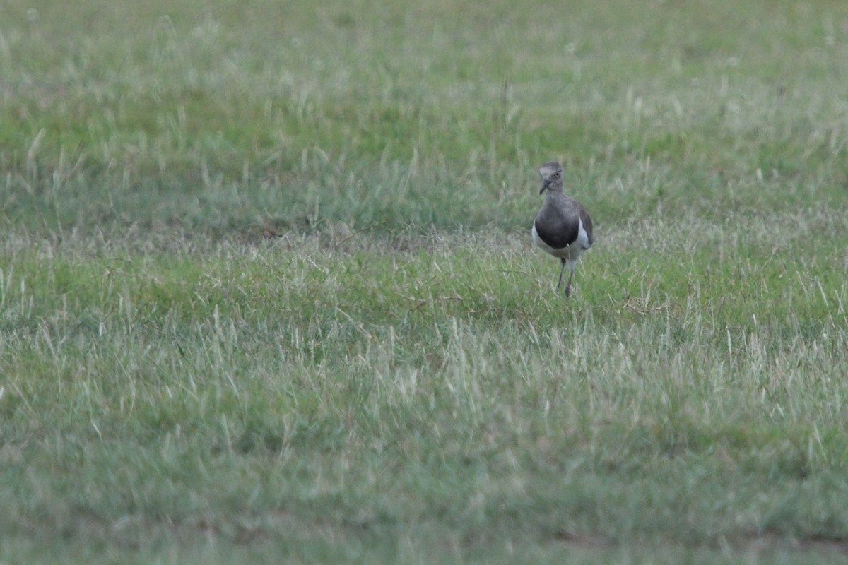 ハグロゲリ - ML646131226