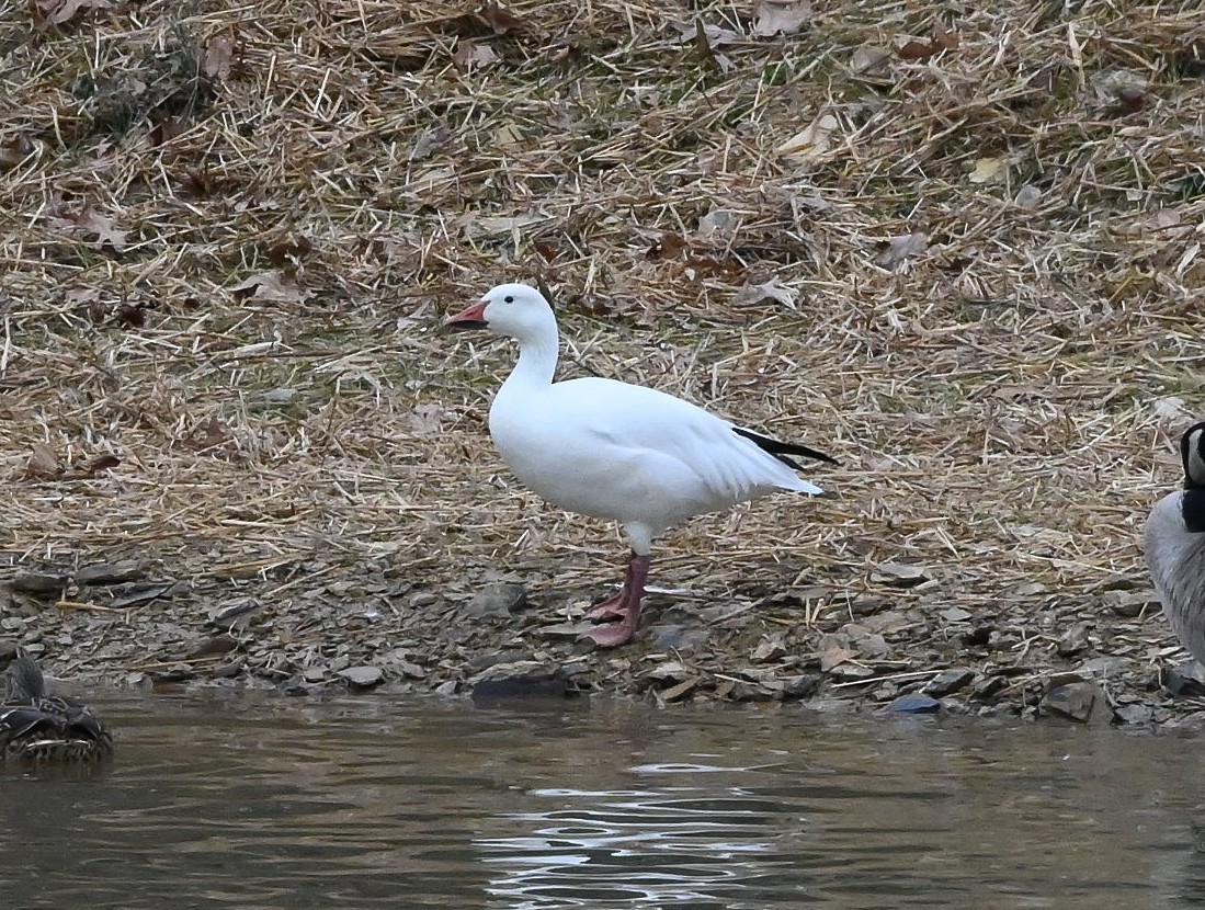 ハクガン - ML646131227