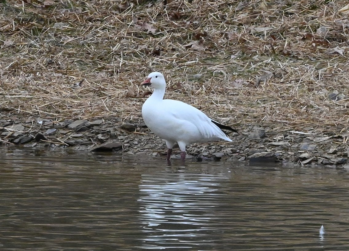 ハクガン - ML646131228