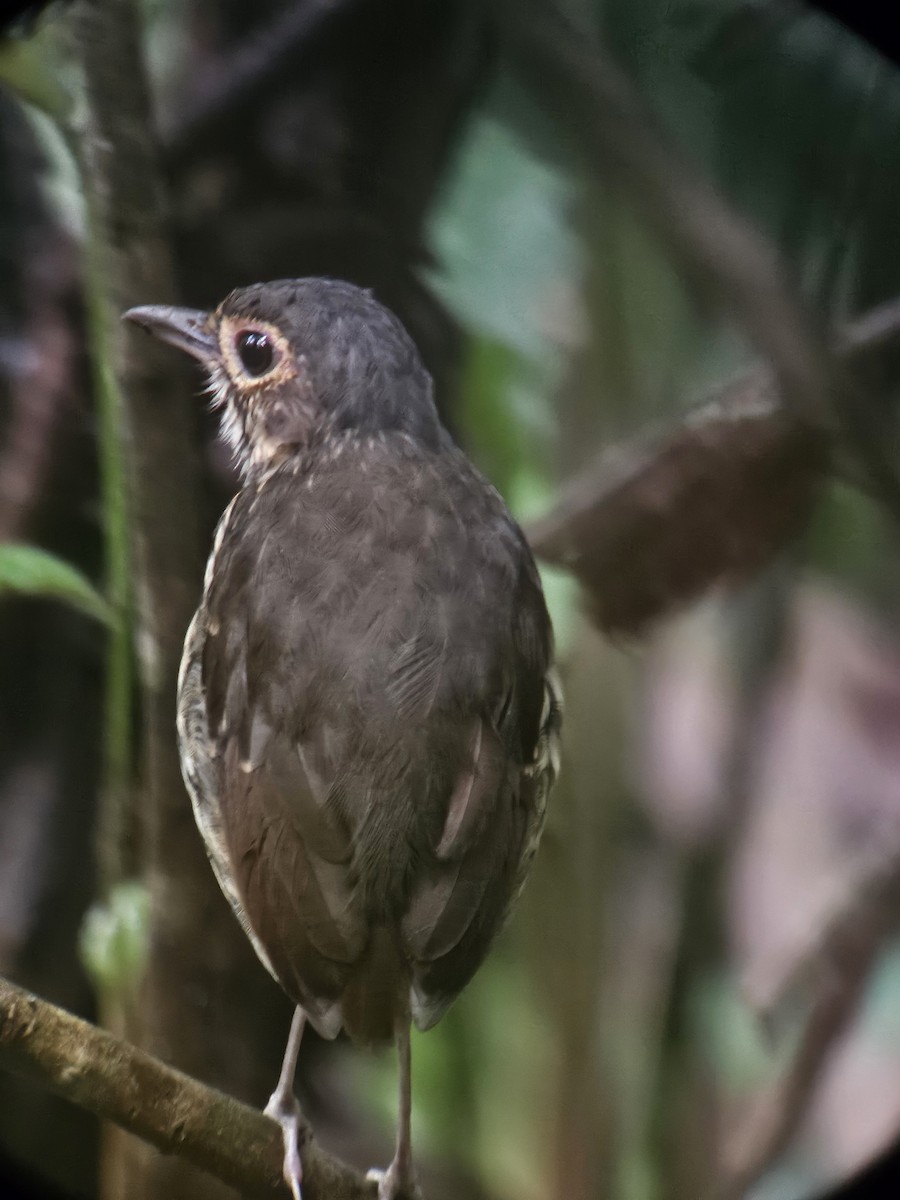 シマムネモリジアリドリ - ML646131229